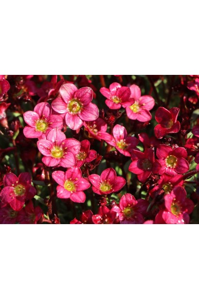 Ломикамінь Pixi Pan Red